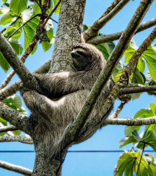 Picture 3 for Activity Panama Canal: The Most Complete Wildlife Experience 5