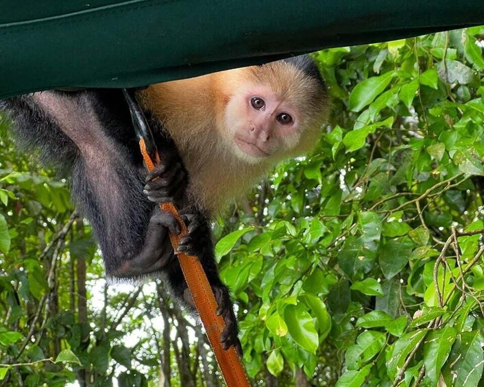 Panama Canal:Monkey Island,Sloth Safari, Natural Pool & Hike 1