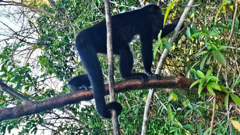 Picture 23 for Activity Panama Canal:Monkey Island,Sloth Safari, Natural Pool & Hike 5
