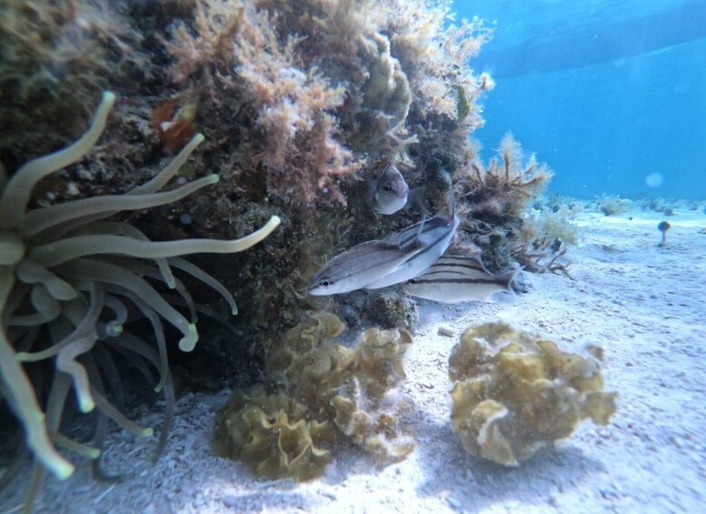 A fish near coral and anemones underwater. 3