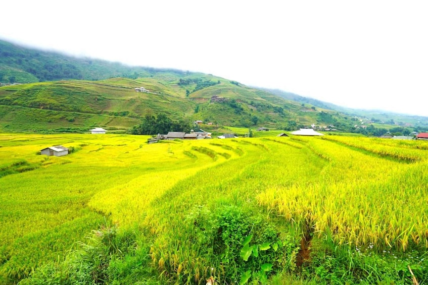 Terraced rice fields, small houses, and rolling hills. 2