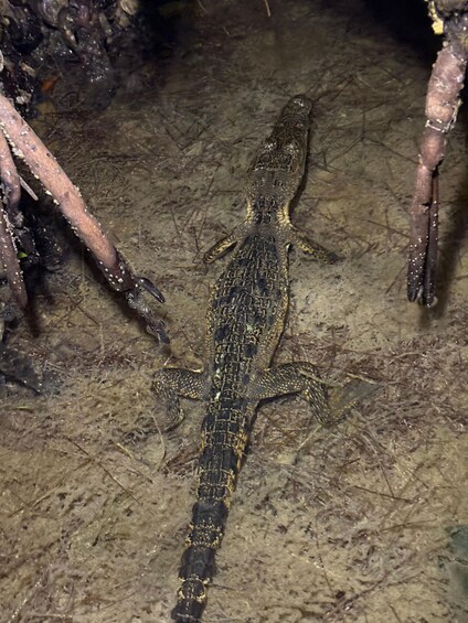 Picture 24 for Activity Mayan Night Safari: Crocodiles, Stars & Legends 4