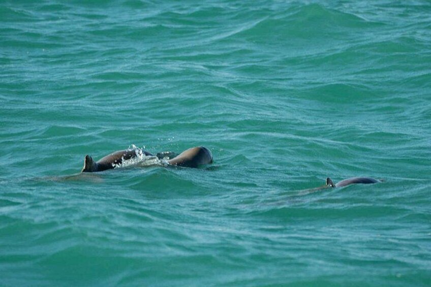 Wildlife spotting 
(including the rare snubfin dolphins) 3