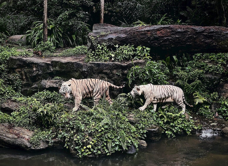 Picture 7 for Activity Singapore: Zoo & Night Safari Combos with Hotel Pick & Drop 3