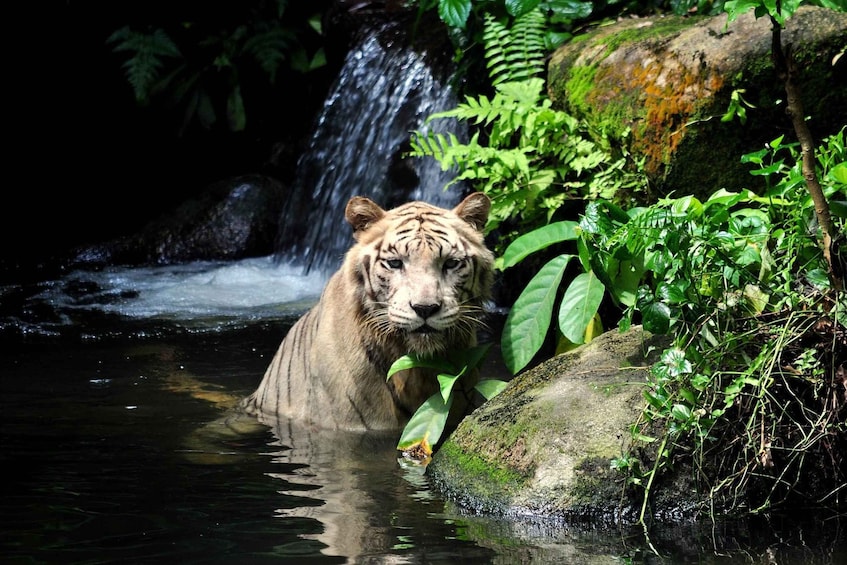 Picture 2 for Activity Singapore: Zoo & Night Safari Combos with Hotel Pick & Drop 5