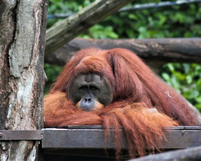 Picture 3 for Activity Singapore: Zoo & Night Safari Combos with Hotel Pick & Drop 4