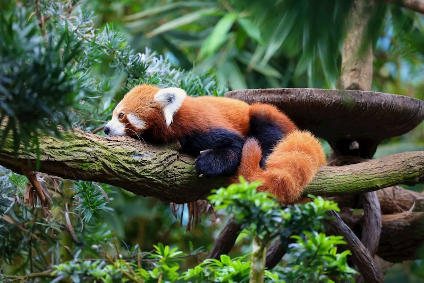 Singapore: Zoo & Night Safari Combos with Hotel Pick & Drop 1