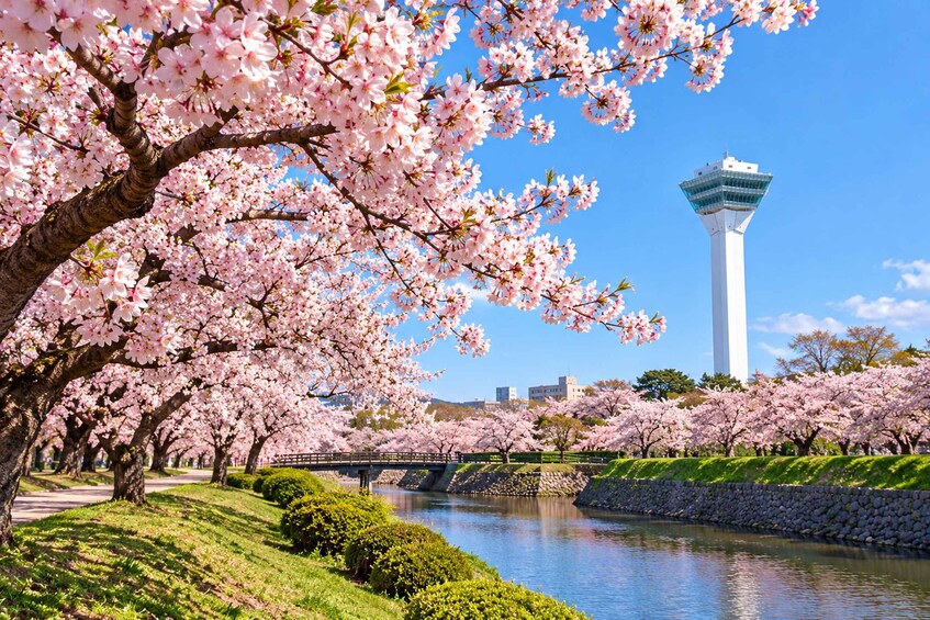 A cherry blossom-lined river with a bridge and a control tower in the background. 3