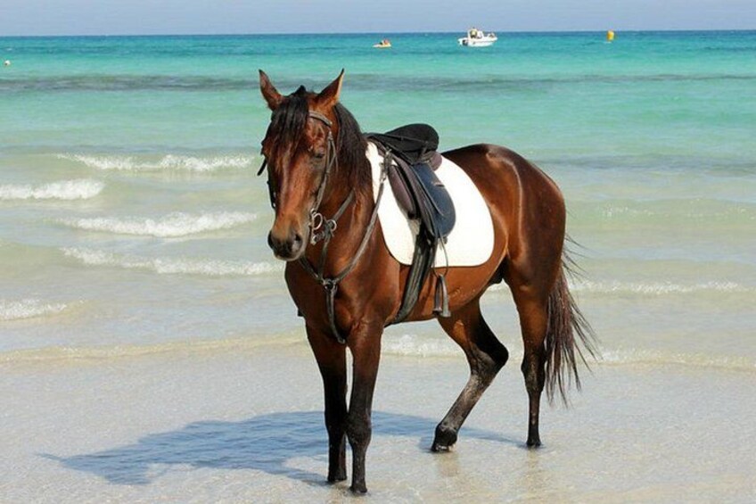 One Hour and Half Horse Ride Beach Lagoon or Trail 2