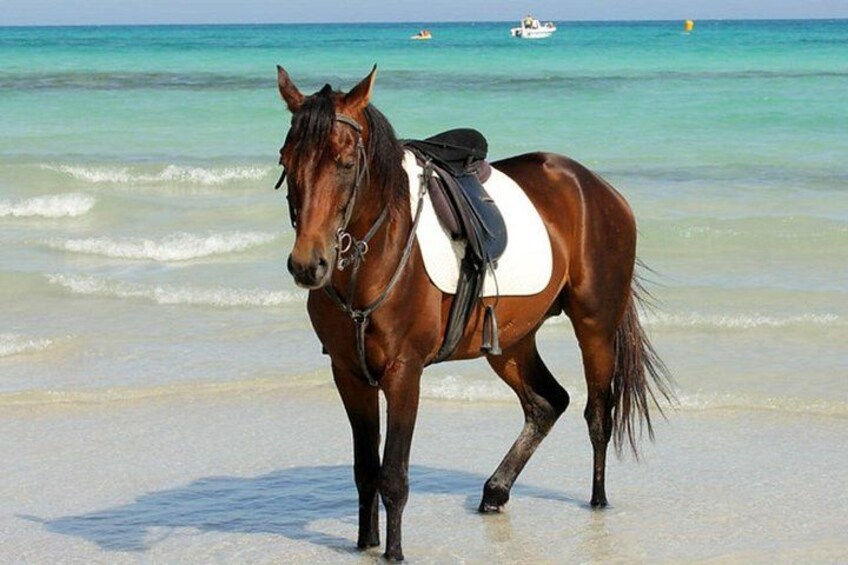 One Hour and Half Horse Ride Beach Lagoon or Trail 1