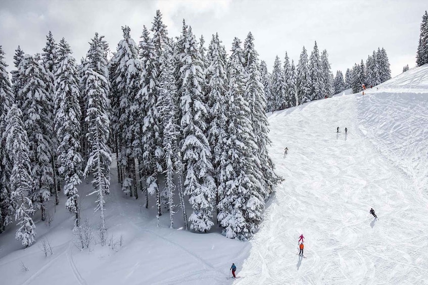 A snowy ski slope with skiers and a forest of snow-covered trees. 1