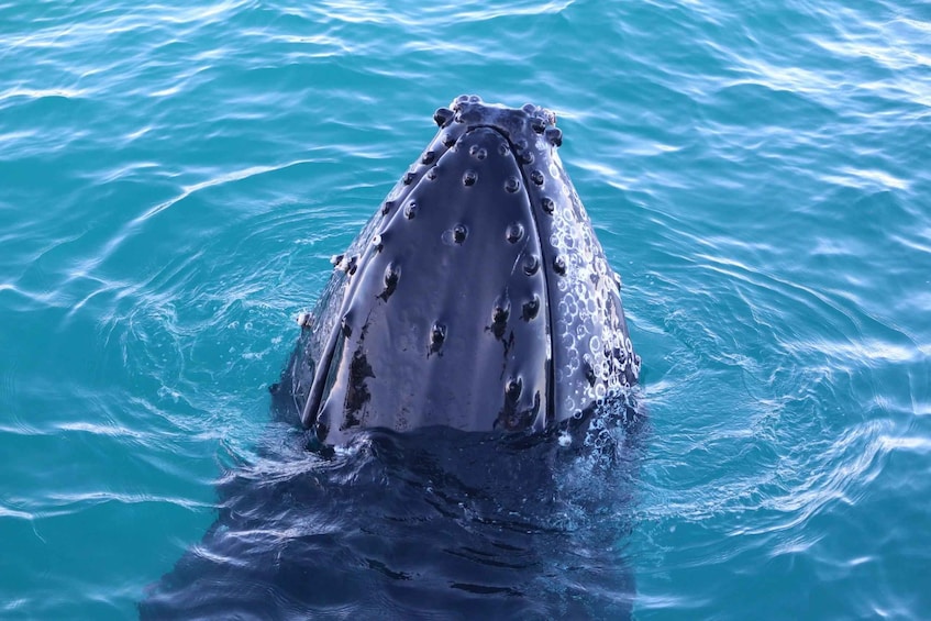 A whale breaching with its head above water. 3