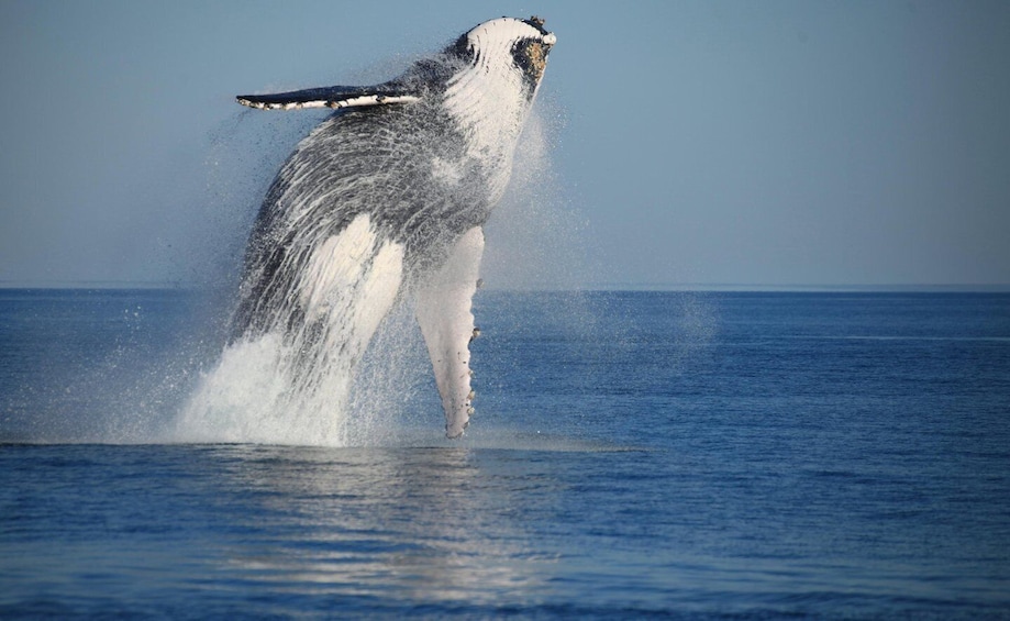A whale breaching the ocean surface. 1