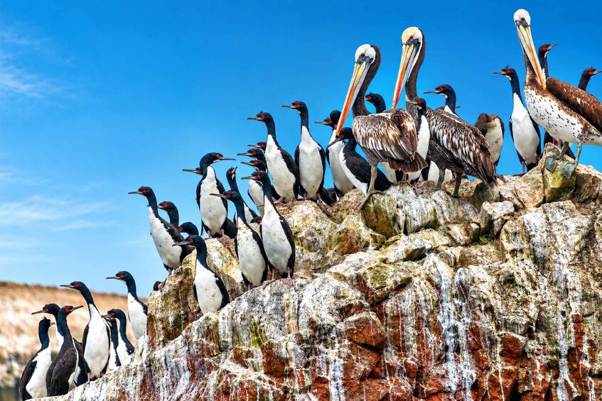 A group of birds on a rocky outcrop with a clear blue sky in the background. 3