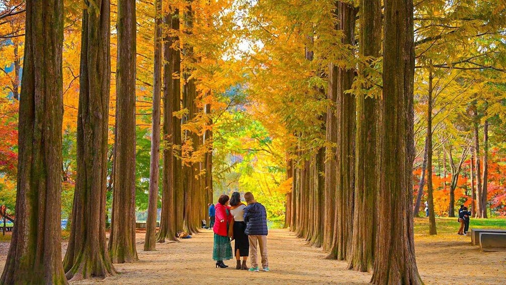 A tree-lined path with people walking and standing. 5