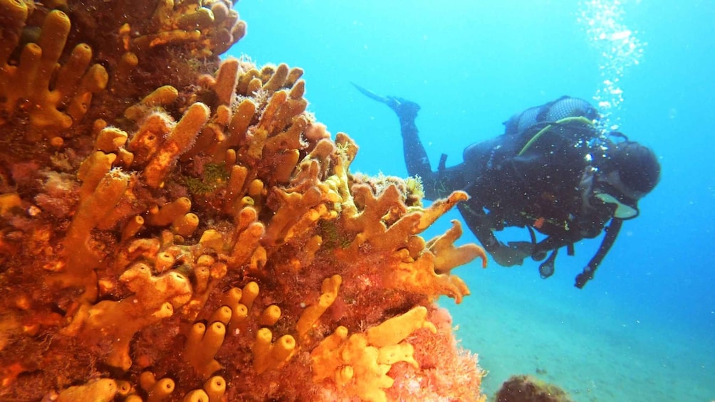 A diver exploring a vibrant coral reef with a variety of colorful corals. 5