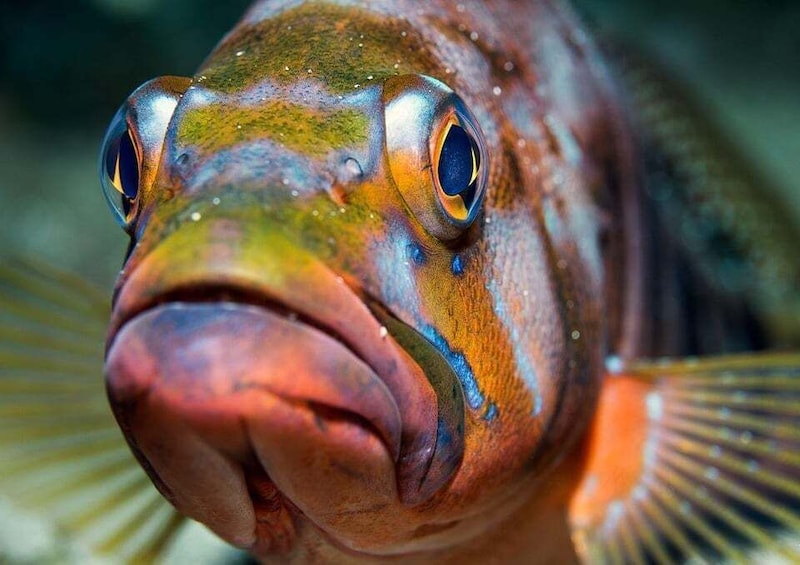 A close-up of a fish with prominent eyes and a textured body. 3
