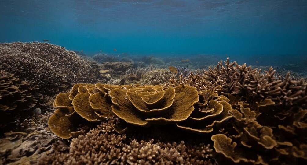 An underwater coral reef with various types of coral formations. 4