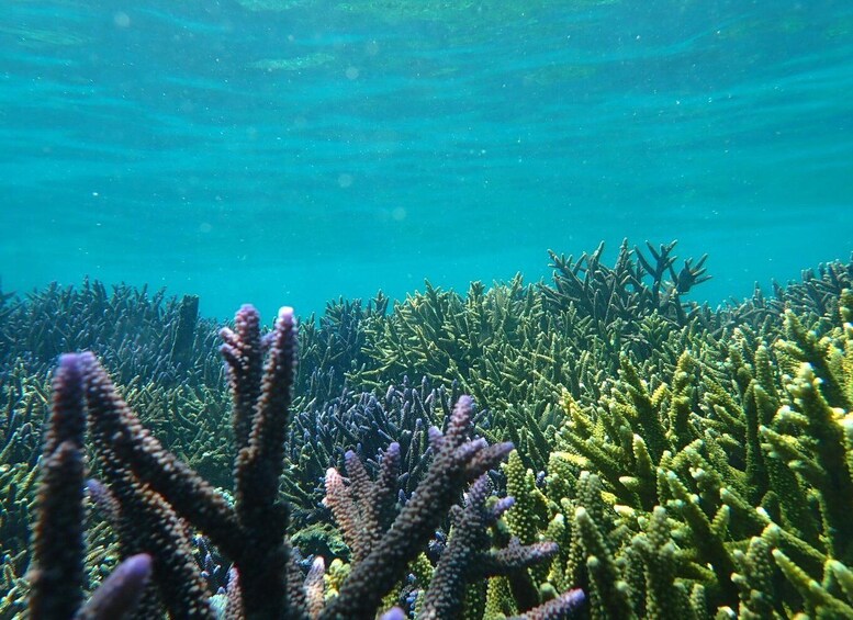 An underwater scene with coral formations. 3