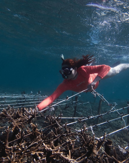 A person scuba diving underwater, surrounded by coral and marine life. 2