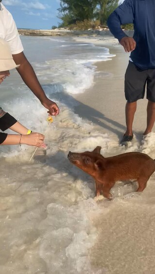 Picture 6 for Activity Nassau Bahamas: Jetcar Excursion to Pig Island Tour $450 4