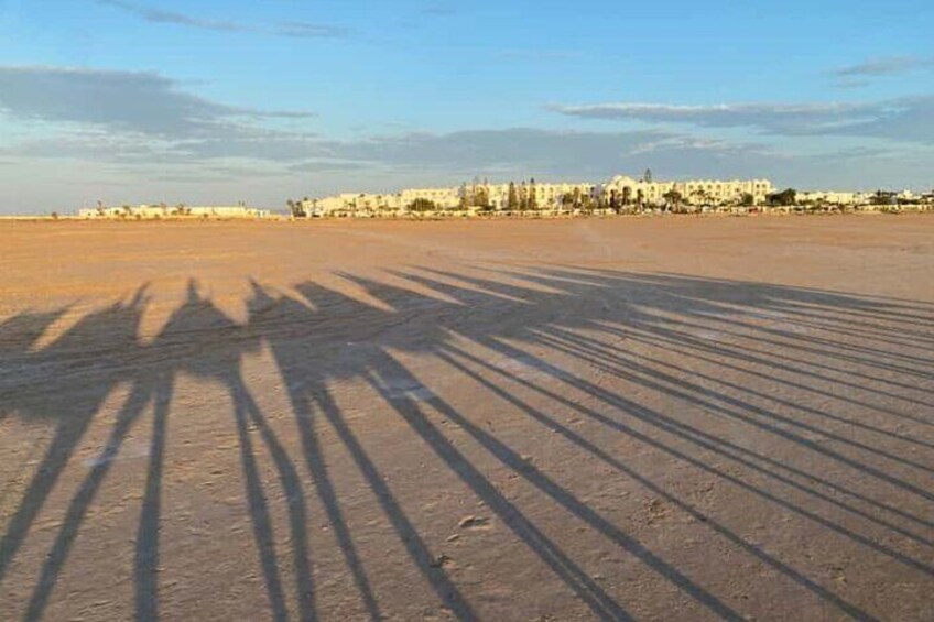 A desert landscape with long shadows cast by trees, a clear sky, and a distant building complex. 5