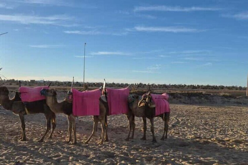 Four camels with pink blankets on a sandy beach. 2