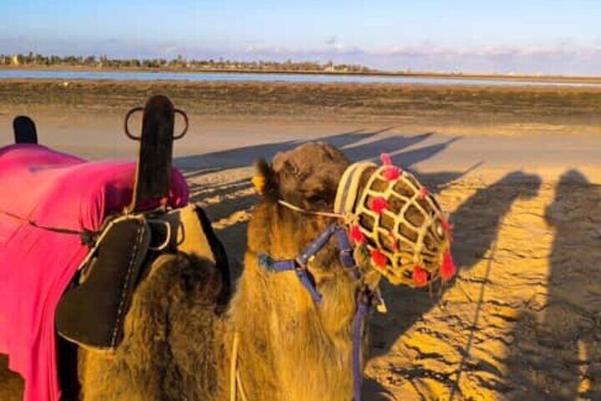 A camel with a pink blanket and a decorative headgear on a beach. 4