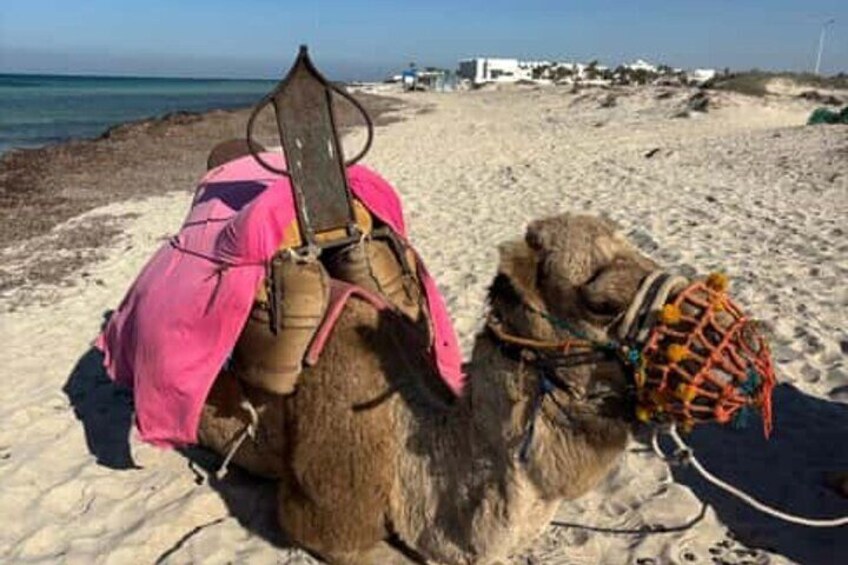 A camel with a pink blanket and a saddle on a sandy beach with buildings in the background. 3