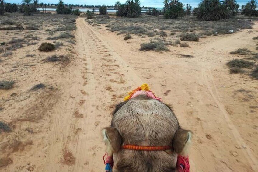 A camel's back on a sandy path with sparse vegetation. 1