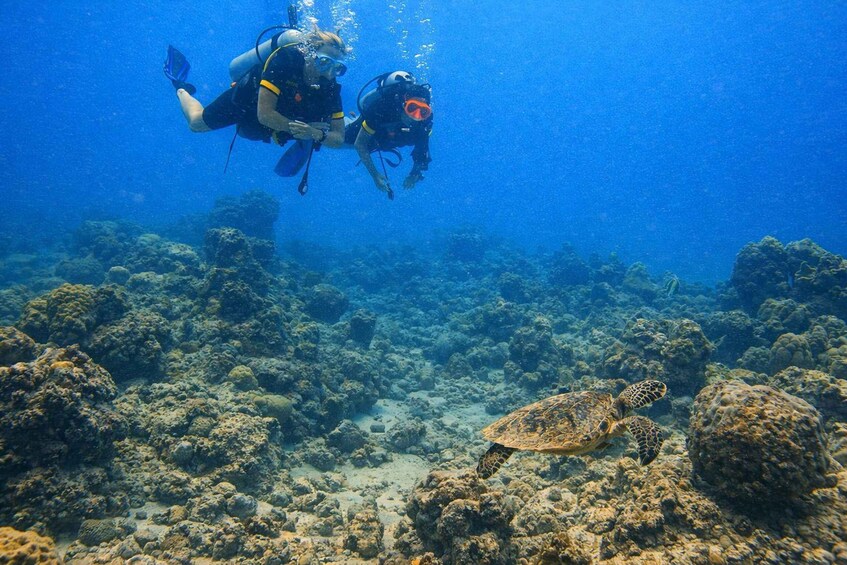 Two scuba divers swimming near a coral reef with a sea turtle. 2