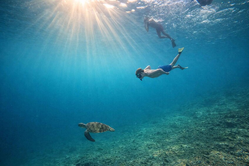Two divers and a sea turtle swimming underwater. 2