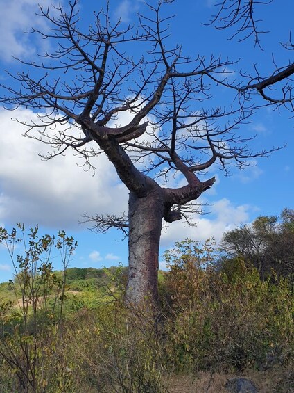 A large, leafless tree with a thick trunk and sprawling branches against a clear blue sky. 3