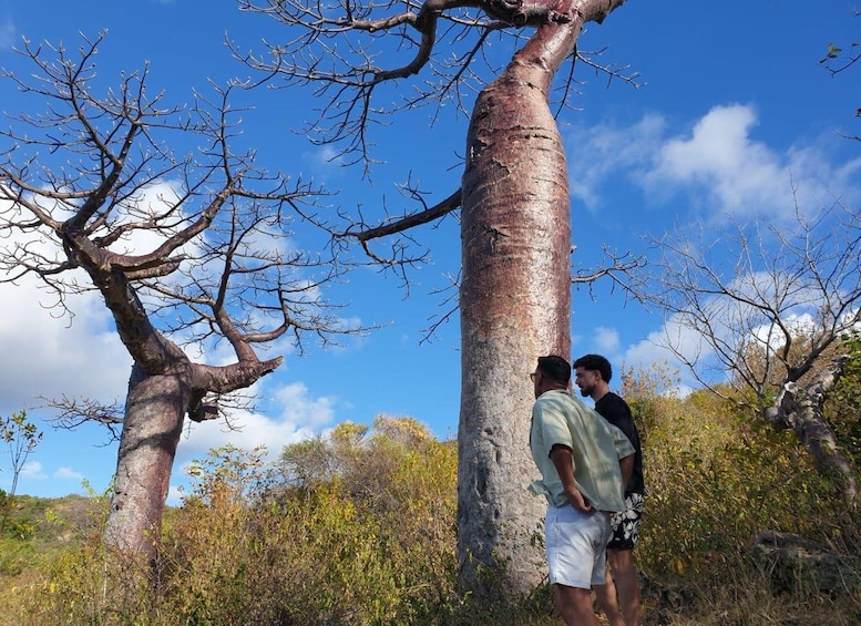Two people standing near a large tree with a clear blue sky in the background. 5