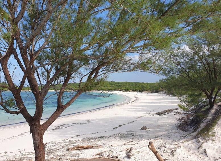 A beach with clear turquoise water, white sand, and sparse vegetation. 1