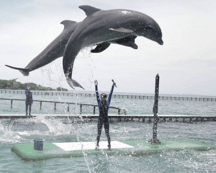 A dolphin jumping out of the water with a person standing on a platform. 2