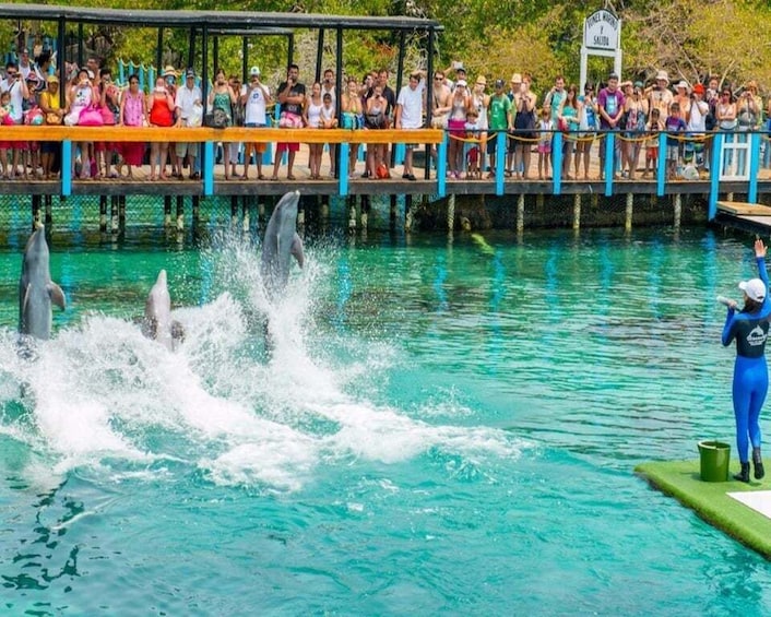 Dolphins performing tricks in a pool with an audience watching from a dock. 5