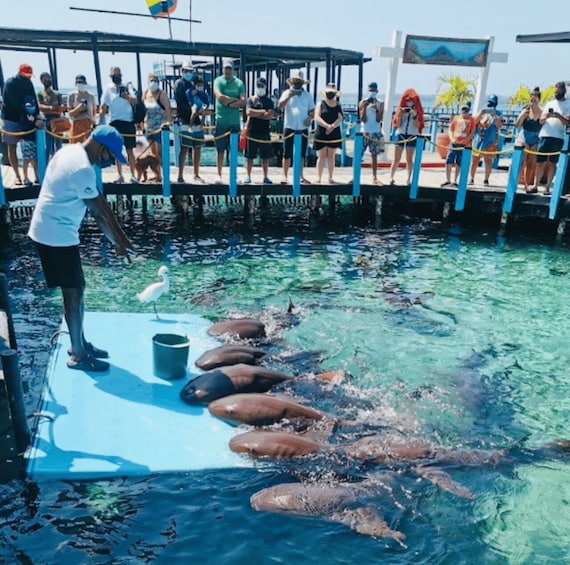 A group of dolphins swimming in a pool with a person feeding them. 1