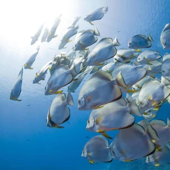 A school of fish swimming in the ocean. 2