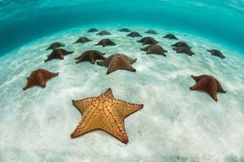 A starfish and several sea turtles on a sandy seabed. 3