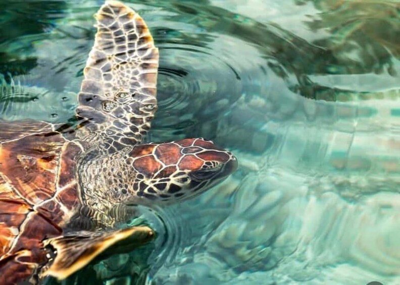 A sea turtle swimming in clear water. 4