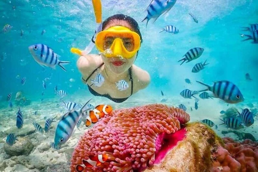 A person snorkeling underwater with fish and coral. 1