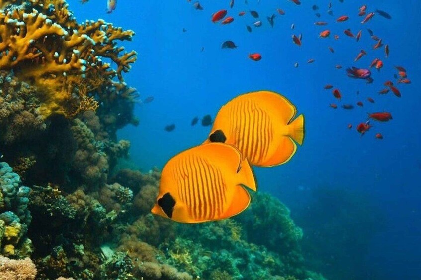Two orange fish with black markings swimming near a coral reef. 5