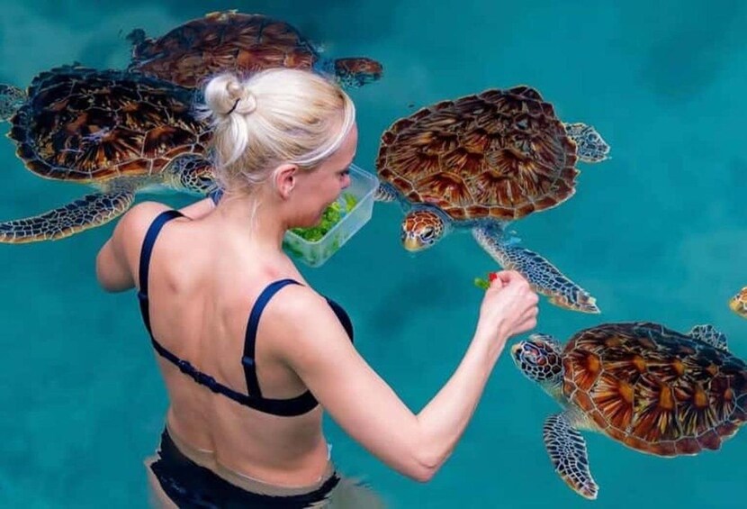 A person feeding sea turtles in a pool. 3