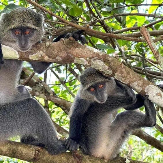 Two monkeys on a tree branch, surrounded by green foliage. 2