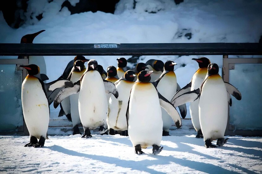 A group of penguins standing on snow. 1