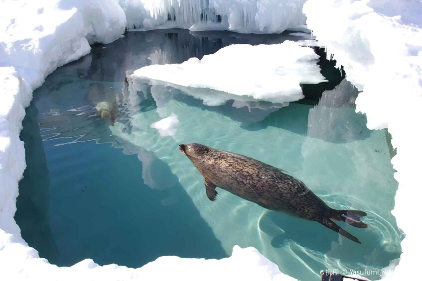 A seal swimming in a partially frozen body of water surrounded by ice. 2