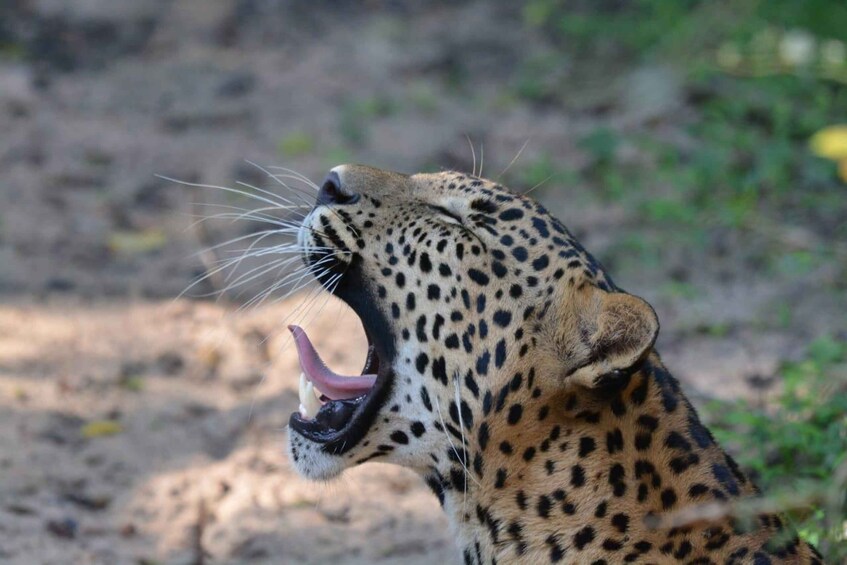 Picture 9 for Activity Wilpattu National Park Safari 3