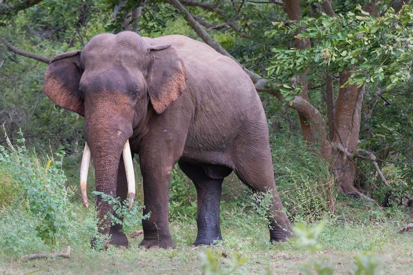 Picture 2 for Activity Wilpattu National Park Safari 5