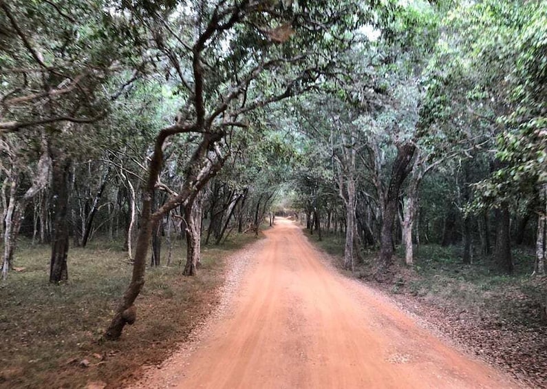 Picture 3 for Activity Wilpattu National Park Safari 2